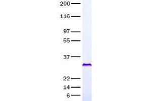 Validation with Western Blot (PDGFA Protein)