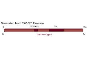 Image no. 3 for anti-Caveolin 1, Caveolae Protein, 22kDa (CAV1) (AA 1-178) antibody (ABIN967951) (Caveolin-1 antibody  (AA 1-178))