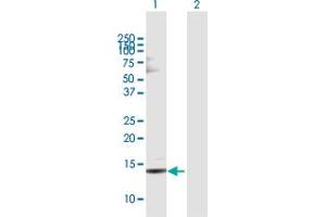 Western Blot analysis of MDK expression in transfected 293T cell line by MDK MaxPab polyclonal antibody. (Midkine antibody  (AA 1-143))