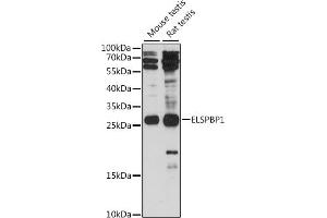Western blot analysis of extracts of various cell lines, using ELSPBP1 antibody (ABIN7266993) at 1:1000 dilution.