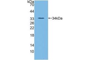 Western blot analysis of recombinant Mouse ANGPTL3. (ANGPTL3 antibody  (AA 22-281))