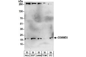 anti-COMM Domain Containing 3 (COMMD3) (AA 145-195) antibody