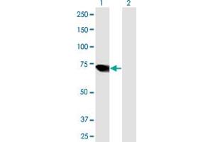 Western Blot analysis of ARID3A expression in transfected 293T cell line by ARID3A MaxPab polyclonal antibody. (ARID3A antibody  (AA 1-593))