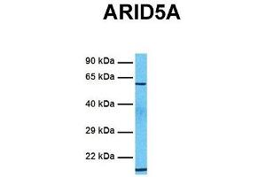 Host:  Rabbit  Target Name:  ARID5A  Sample Tissue:  Human 721_B  Antibody Dilution:  1. (ARID5A antibody  (C-Term))