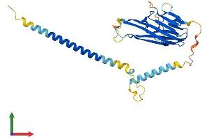 AlphaFold protein structure predicition of Mouse Recombinant Tnfsf10 Protein, UniprotID P50592 (TRAIL Protein (AA 1-291) (His tag))