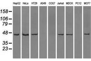 Western blot analysis of extracts (35 µg) from 9 different cell lines by using anti-ILF2 monoclonal antibody. (ILF2 antibody)