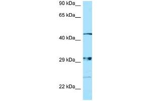 WB Suggested Anti-NPAL3 Antibody Titration: 1. (NIPAL3 antibody  (N-Term))
