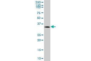 CACNG1 MaxPab polyclonal antibody. (CACNG1 antibody  (AA 1-222))