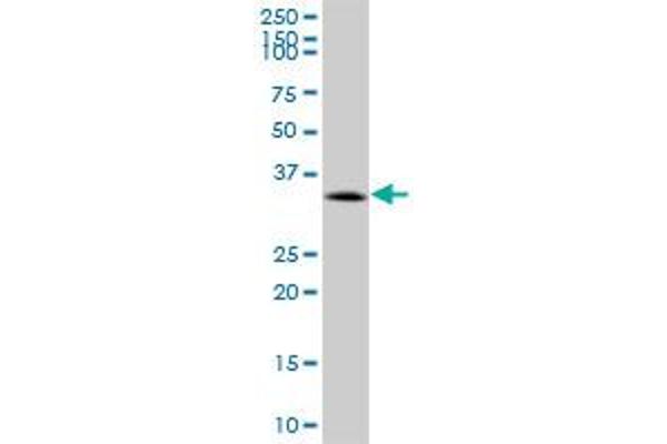 CACNG1 antibody  (AA 1-222)