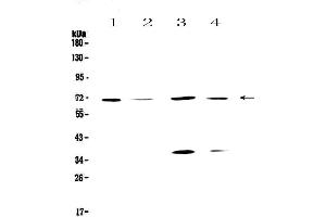 Western blot analysis of DNA Polymerase lambda using anti-DNA Polymerase lambda antibody .