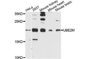 Western blot analysis of extracts of various cells, using UBE2M antibody. (UBE2M antibody)