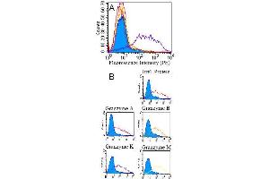 Specificity testing of GM24C3, GM26E7 andGM6C3. (GZMK antibody)