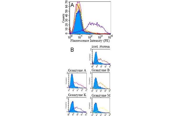 GZMK antibody