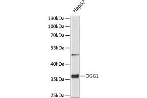 Western blot analysis of extracts of HepG2 cells, using OGG1 antibody (ABIN1681157, ABIN3015912, ABIN3015913 and ABIN5664036) at 1:1000 dilution. (OGG1 antibody)