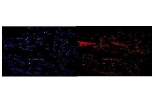 IF analysis of NFIC using anti-NFIC antibody (ABIN7600653).