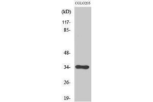 Western Blotting (WB) image for anti-Cell Division Cycle 34 (CDC34) (Internal Region) antibody (ABIN3183811) (CDC34 antibody  (Internal Region))