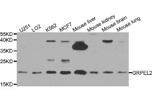 Western blot analysis of extracts of various cell lines, using GRPEL2 antibody. (GRPEL2 antibody)