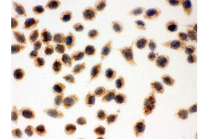 Immunohistochemistry (Paraffin-embedded Sections) (IHC (p)) image for anti-Cytochrome C, Somatic (CYCS) (AA 2-105) antibody (ABIN3042783) (Cytochrome C antibody  (AA 2-105))