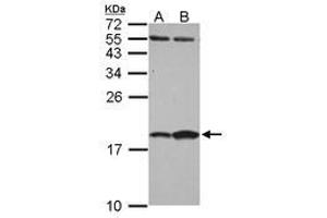 Image no. 1 for anti-Fatty Acid Binding Protein 7, Brain (FABP7) (AA 1-132) antibody (ABIN1498175) (FABP7 antibody  (AA 1-132))