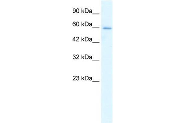 HCLS1 antibody  (N-Term)