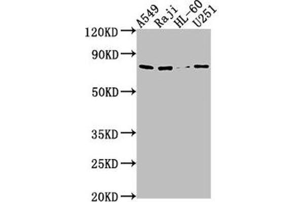 Importin 9 抗体  (AA 158-176)