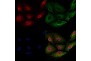 ABIN6257139 and ABIN6275758 staining  cells by IF/ICC. (DUSP10 antibody  (Internal Region))