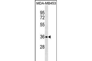 STX11 Antibody (N-term) (ABIN1881853 and ABIN2838405) western blot analysis in MDA-M cell line lysates (35 μg/lane). (Syntaxin 11 antibody  (N-Term))
