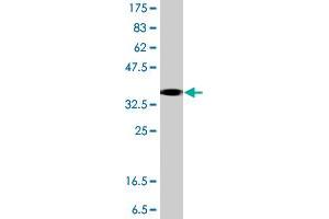 Western Blot detection against Immunogen (37. (Angiomotin antibody  (AA 361-460))