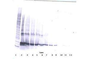 Image no. 1 for anti-Tumor Necrosis Factor (Ligand) Superfamily, Member 14 (TNFSF14) antibody (Biotin) (ABIN465442) (TNFSF14 antibody  (Biotin))
