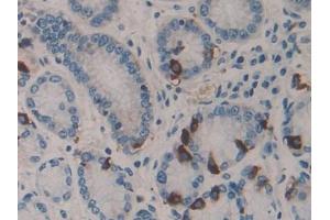 IHC-P analysis of Human Stomach Tissue, with DAB staining. (HSF4 antibody  (AA 171-284))