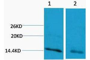 Western Blotting (WB) image for anti-Histone 3 (H3) (H3R17me) antibody (ABIN3178857) (Histone 3 antibody  (H3R17me))