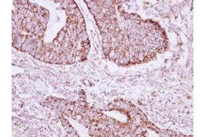 Image no. 1 for anti-Acyl-CoA Thioesterase 9 (Acot9) (AA 1-234) antibody (ABIN1496418) (ACOT9 antibody  (AA 1-234))