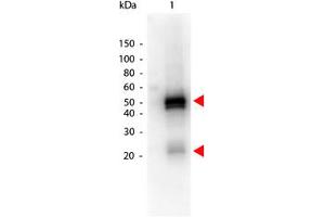 Image no. 1 for Donkey anti-Rabbit IgG (Whole Molecule) antibody (HRP) (ABIN300901) (Donkey anti-Rabbit IgG (Whole Molecule) Antibody (HRP))