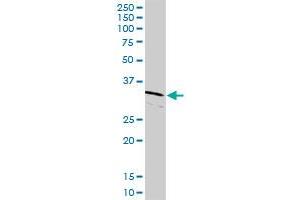CDK2 MaxPab rabbit polyclonal antibody. (CDK2 antibody  (AA 1-298))