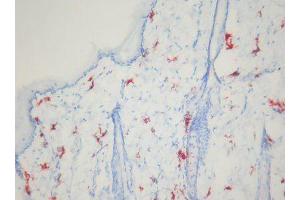 Image no. 1 for anti-Macrophages antibody (ABIN481699) (Macrophages antibody)