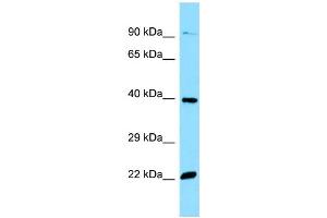 WB Suggested Anti-OR51E2 Antibody Titration: 1. (PSGR antibody  (C-Term))
