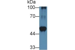 Western Blot; Sample: Mouse Heart lysate; Primary Ab: 1µg/ml Rabbit Anti-Rat BCAT1 Antibody Second Ab: 0. (BCAT1 antibody  (AA 179-411))