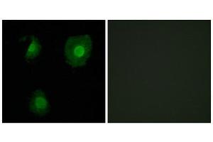 Immunofluorescence (IF) image for anti-EP300 Interacting Inhibitor of Differentiation 1 (EID1) (Internal Region) antibody (ABIN1850132) (EID1 antibody  (Internal Region))