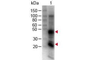 Western Blot of Goat anti-Rat IgG (H&L) Antibody Biotin Conjugated. (Goat anti-Rat IgG (Heavy & Light Chain) Antibody (Biotin) - Preadsorbed)