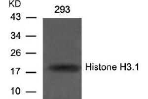 Image no. 2 for anti-Histone H3.1 (HIST1H3B) (Ser10) antibody (ABIN197332)