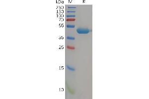 SDS-PAGE (SDS) image for Poliovirus Receptor-Related 2 (Herpesvirus Entry Mediator B) (PVRL2) (AA 32-360) protein (His tag) (ABIN7092736)