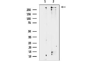 anti-Triple Functional Domain Protein (TRIO) (Internal Region) antibody