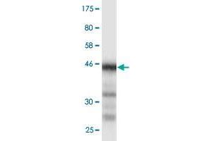 Western Blot detection against Immunogen (44. (DARPP32 antibody  (AA 1-168))