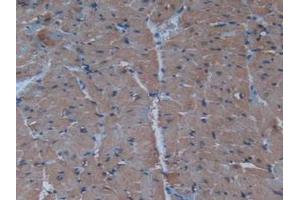 IHC-P analysis of Mouse Heart Tissue, with DAB staining. (Insulin antibody  (AA 25-54, AA 90-110))