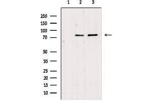 Western blot analysis of extracts from various samples, using JIP2 Antibody. (IB2 antibody)