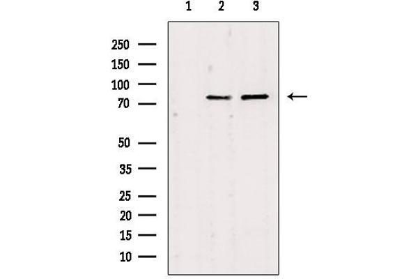 IB2 antibody