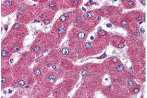 Human Liver (formalin-fixed, paraffin-embedded) stained with MARCH4 antibody ABIN298411 at 5 ug/ml followed by biotinylated goat anti-rabbit IgG secondary antibody ABIN481713, alkaline phosphatase-streptavidin and chromogen. (MARCH4 antibody  (AA 300-350))