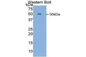 Western Blotting (WB) image for anti-Carboxypeptidase E (CPE) (AA 151-317) antibody (ABIN1858476)