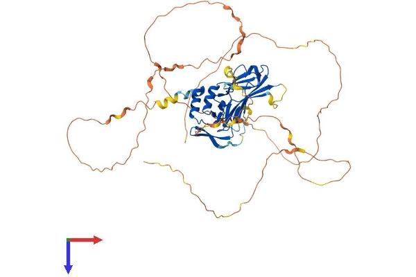 T-Bet Protein (AA 1-535) (His tag)