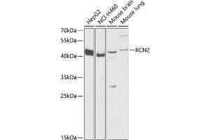 Western blot analysis of extracts of various cell lines, using RCN2 antibody  at 1:1000 dilution. (RCN2 antibody  (AA 23-180))